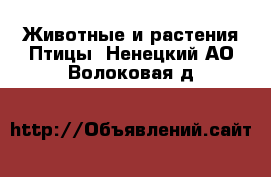 Животные и растения Птицы. Ненецкий АО,Волоковая д.